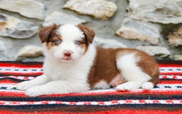 Australian Shepherd dogs for sale: River - Image 8