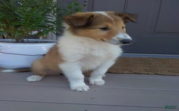 Collie dogs for sale: Bridget - Image 7
