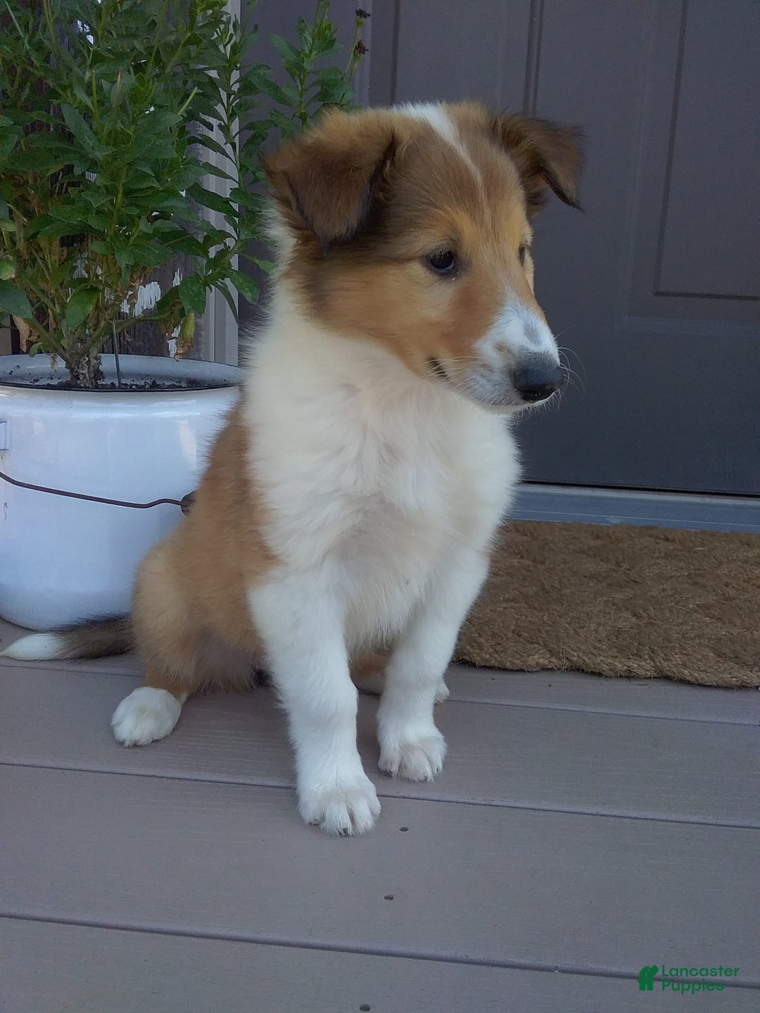 Collie dogs for sale: Bridget - Image 7