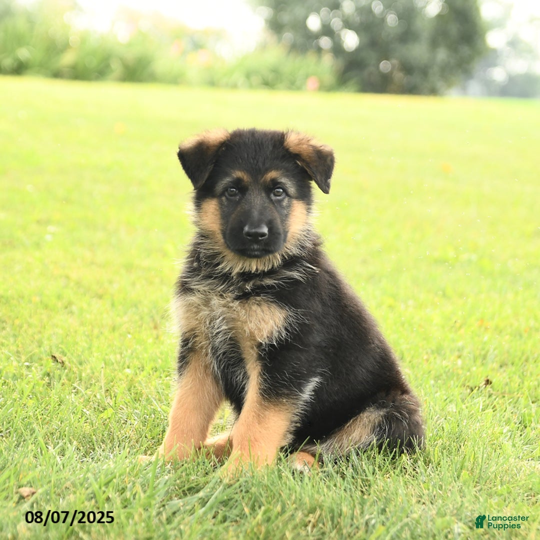 German Shepherd dogs for sale: Duchess - Image 1