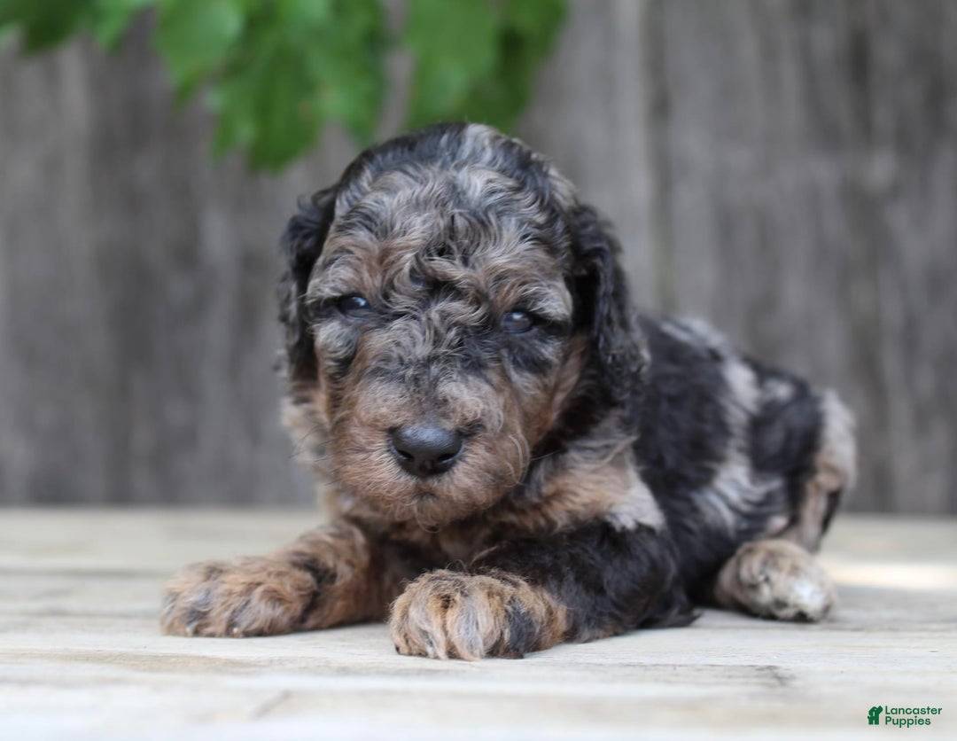 Standard Poodle dogs for sale: Rome Moyen - Image 7