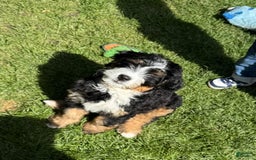 Bernedoodle dogs for sale: Prudence - Image 6