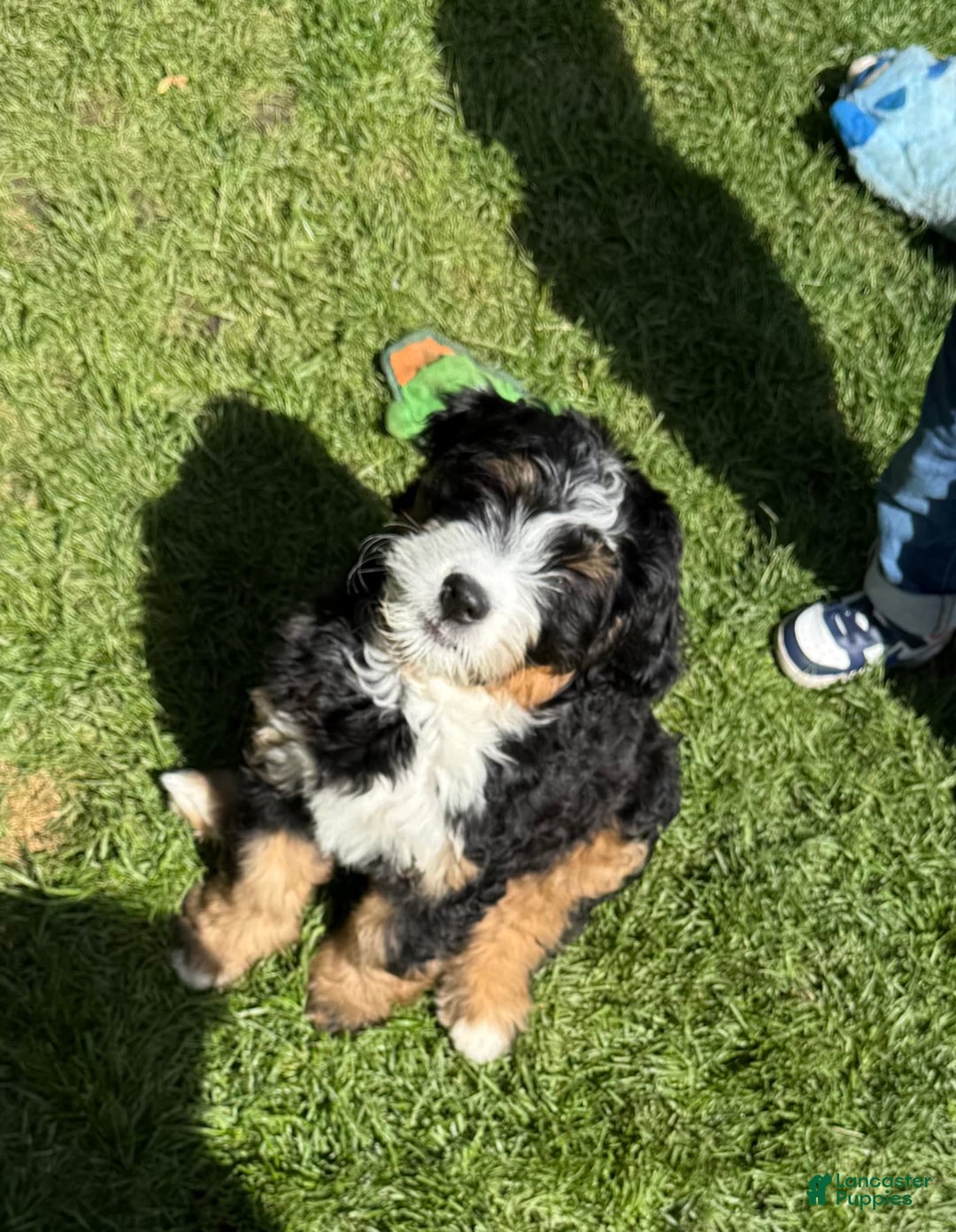 Bernedoodle dogs for sale: Prudence - Image 6