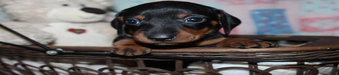 Stella Male 4