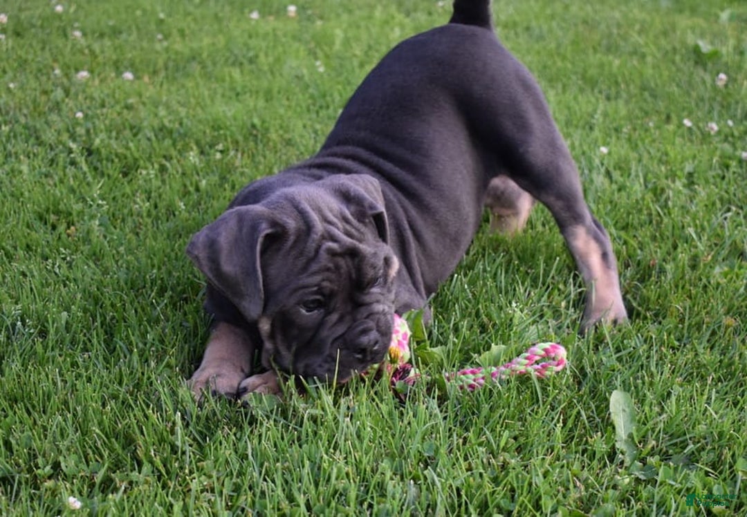 Olde English Bulldogge dogs for sale: Iris - Image 4