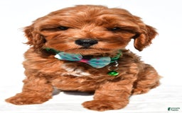 Cockapoo dogs for sale: Skye - Image 2