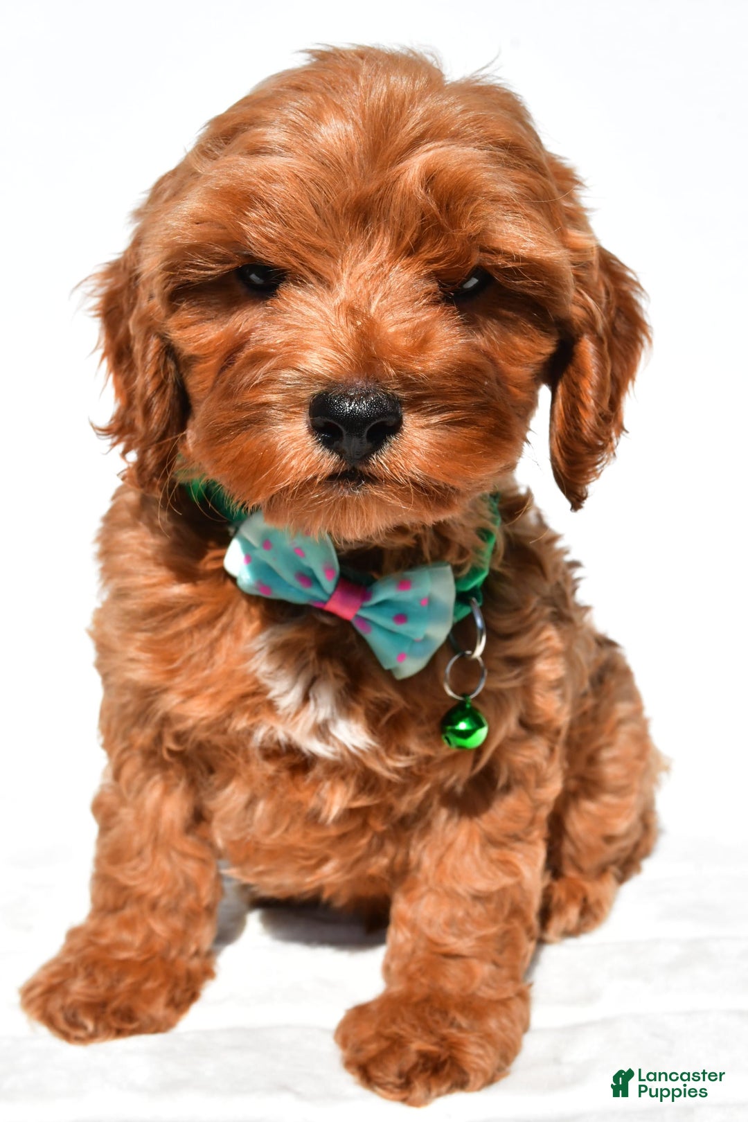 Cockapoo dogs for sale: Skye - Image 2