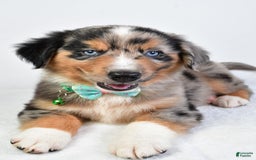 Miniature Australian Shepherd dogs for sale: Skylar - Image 4