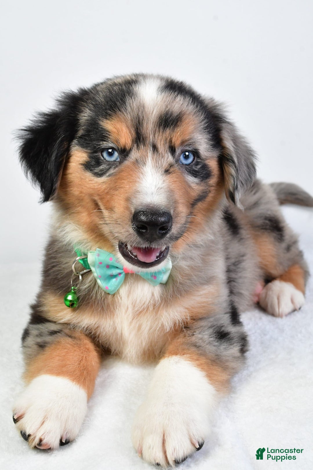 Miniature Australian Shepherd dogs for sale: Skylar - Image 4