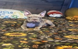 Frenchton dogs for sale: Girl 2 - Image 1