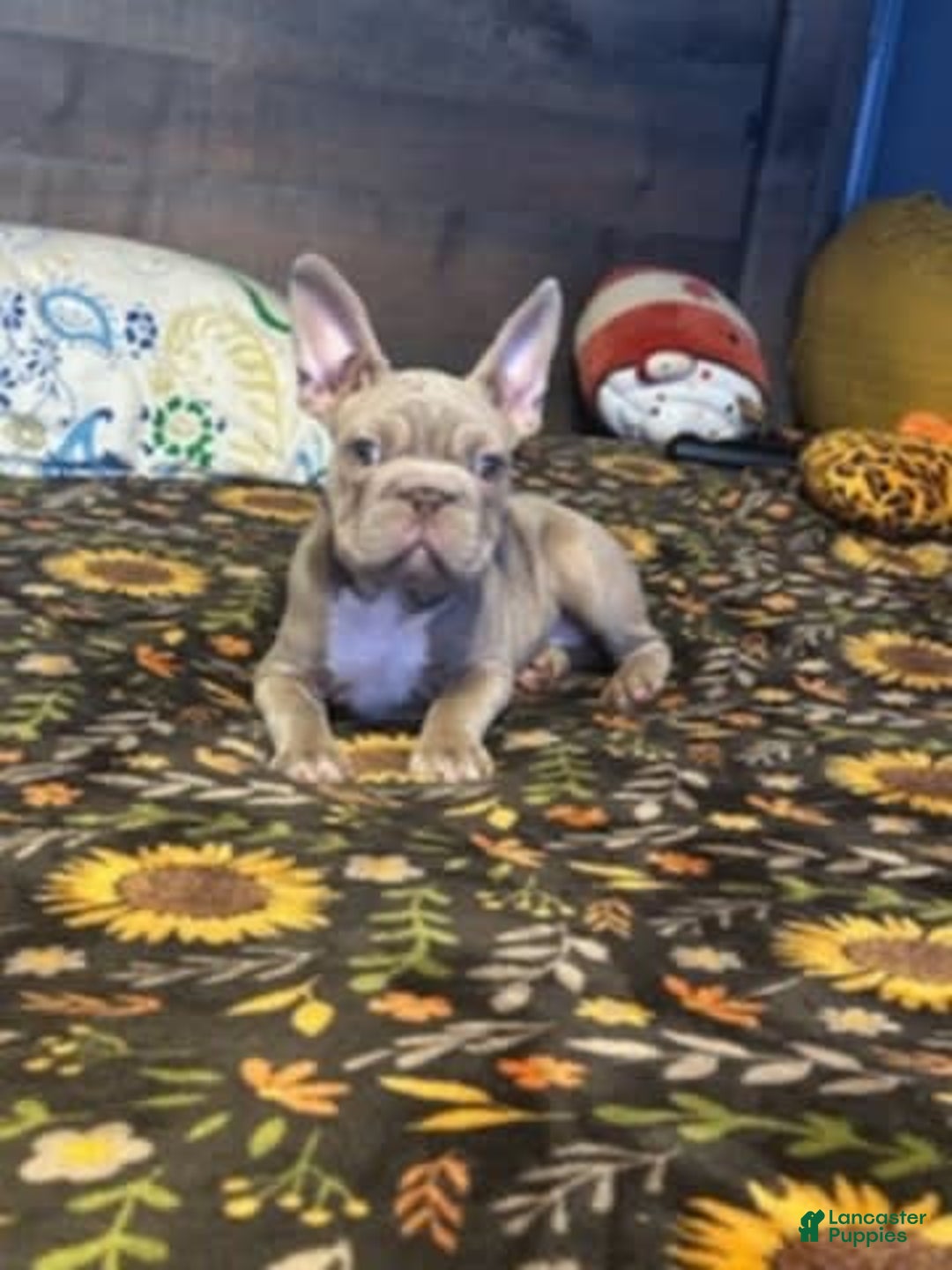 Frenchton dogs for sale: Girl 2 - Image 1