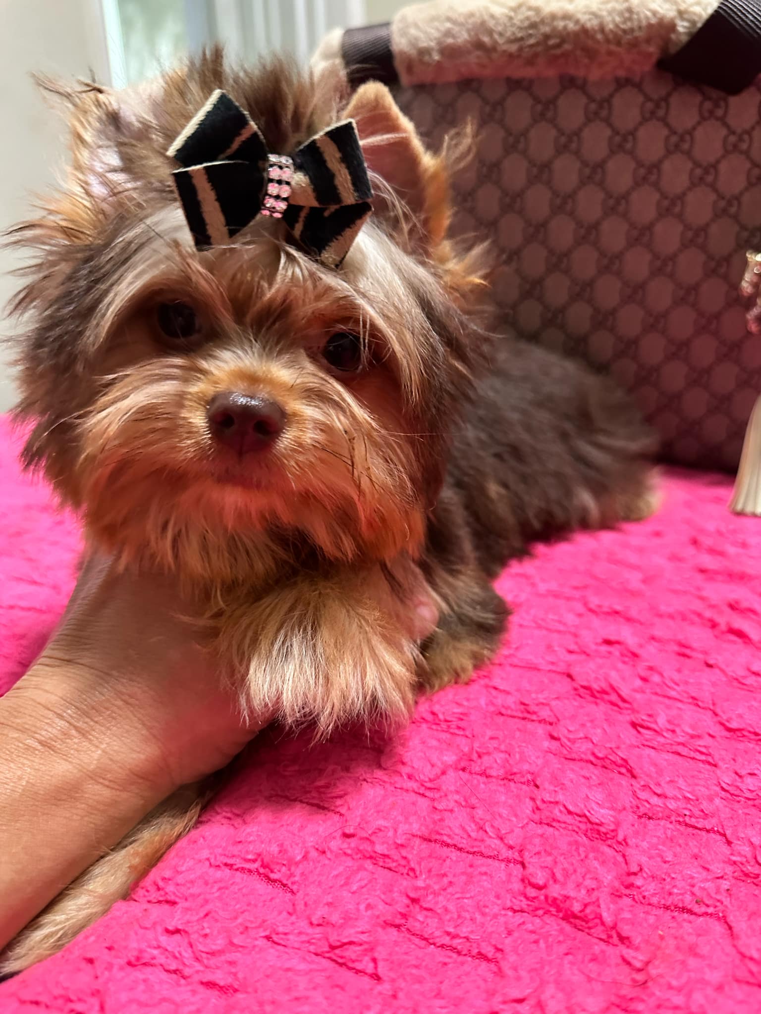 Yorkshire Terrier dogs for sale: Yorkshire Terrier 5 puppies - Image 26