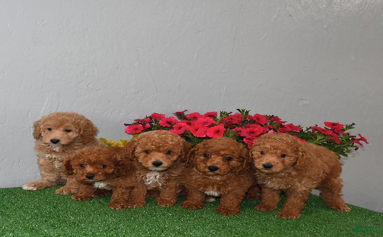Cavapoo dogs for sale - Ad 5