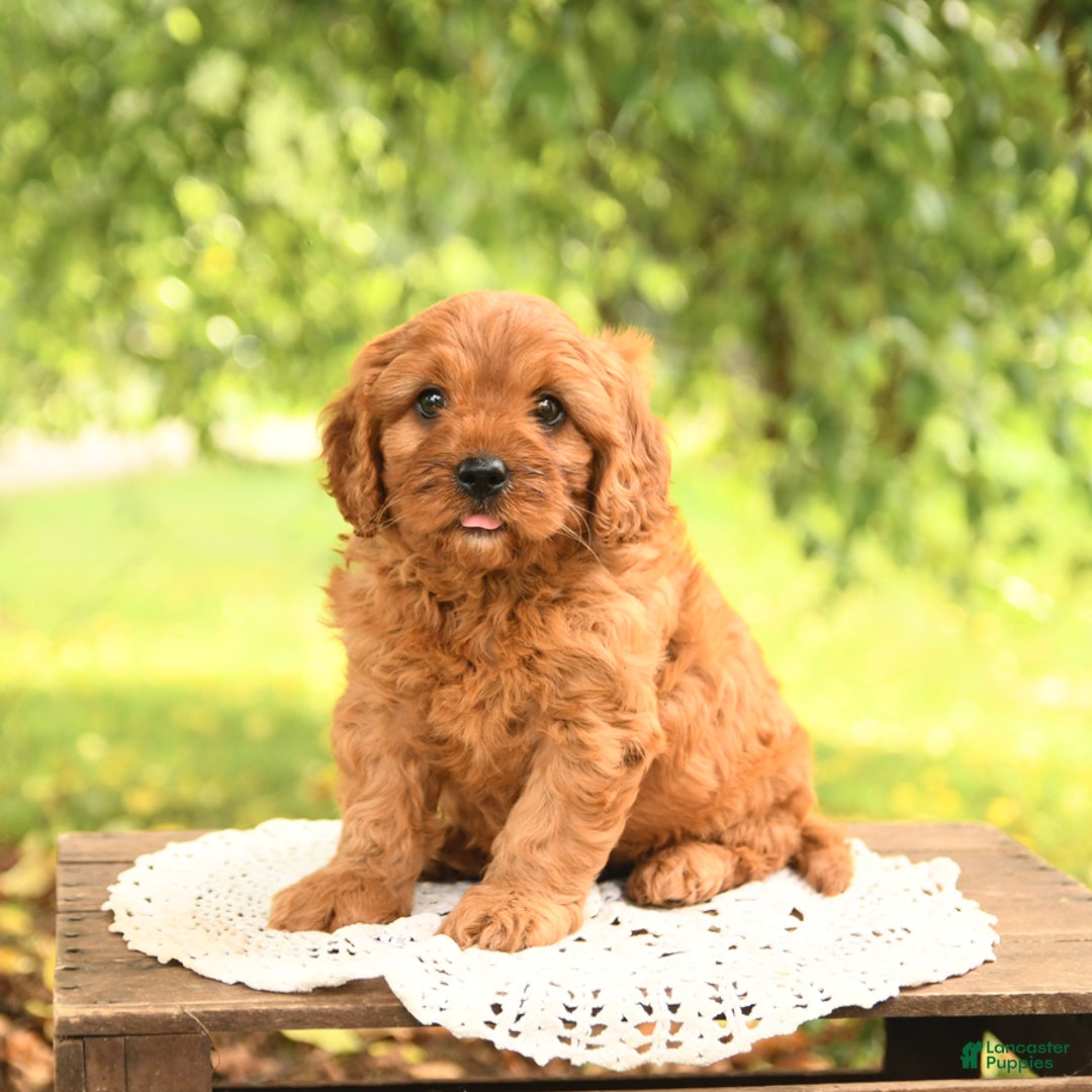 Cavapoo dogs for sale: Biscuit - Image 2