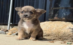 Chihuahua dogs for sale: Dash - Image 4