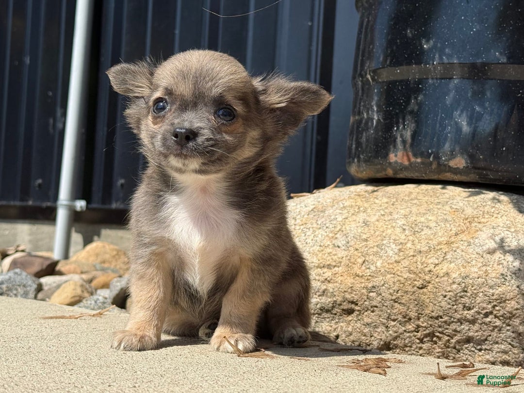Chihuahua dogs for sale: Dash - Image 4