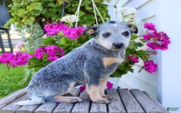 Australian Cattle Dog dogs for sale: Barbie - Image 4