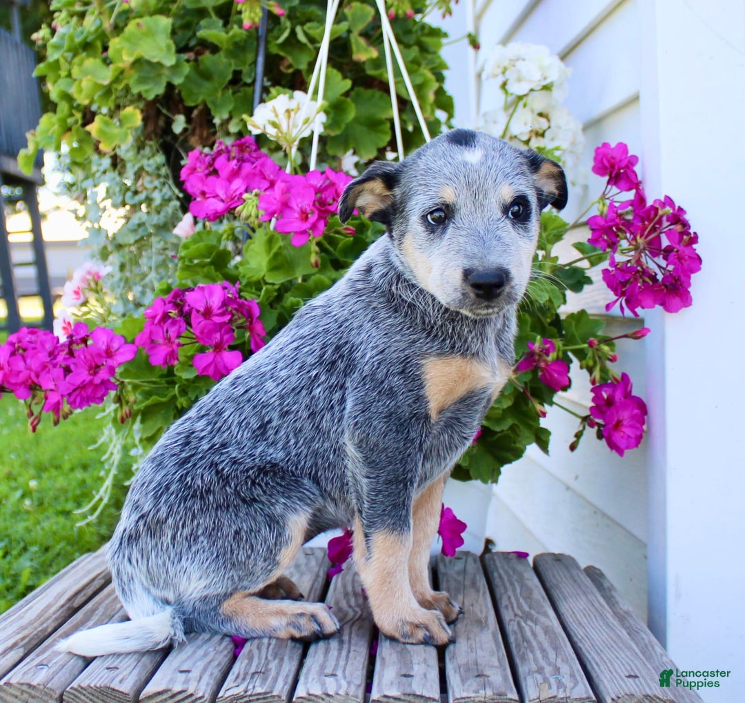 Australian Cattle Dog dogs for sale: Barbie - Image 4