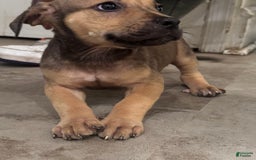 South African Boerboels dogs for sale: Nova - Image 11