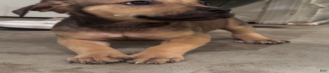 Nova