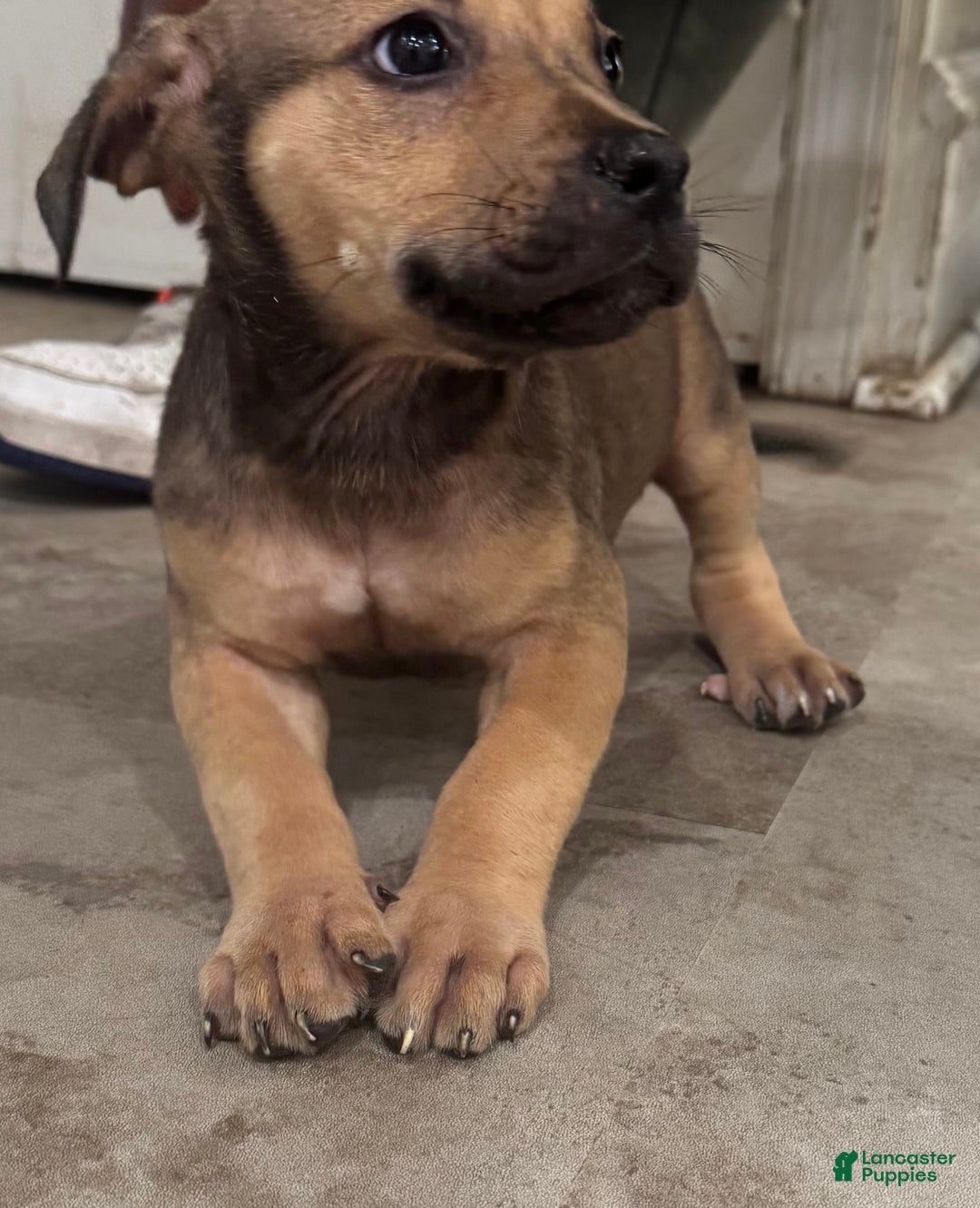 South African Boerboels dogs for sale: Nova - Image 11