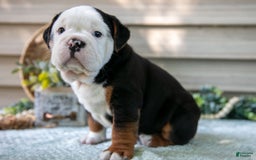 Beabull dogs for sale: Skip - Image 4