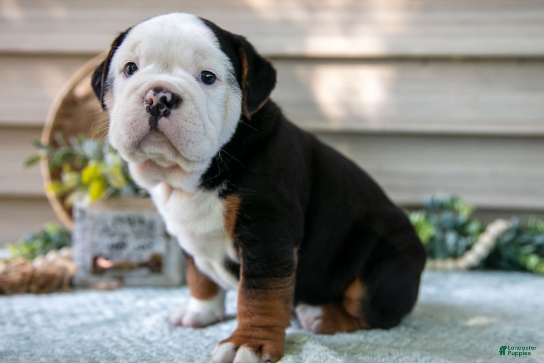Beabull dogs for sale: Skip - Image 4