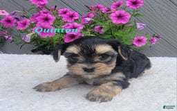 Morkie dogs for sale: Quinton - Image 7