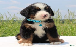 Bernese Mountain Dog dogs for sale: Whiskey - Image 4