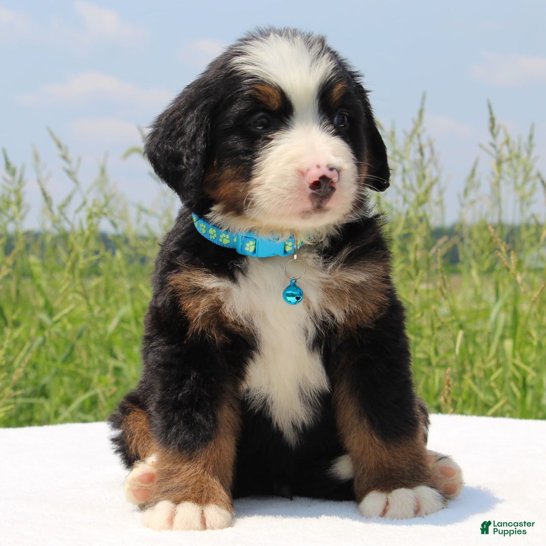 Bernese Mountain Dog dogs for sale: Whiskey - Image 4