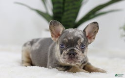 French Bulldog dogs for sale: Mario - Image 1