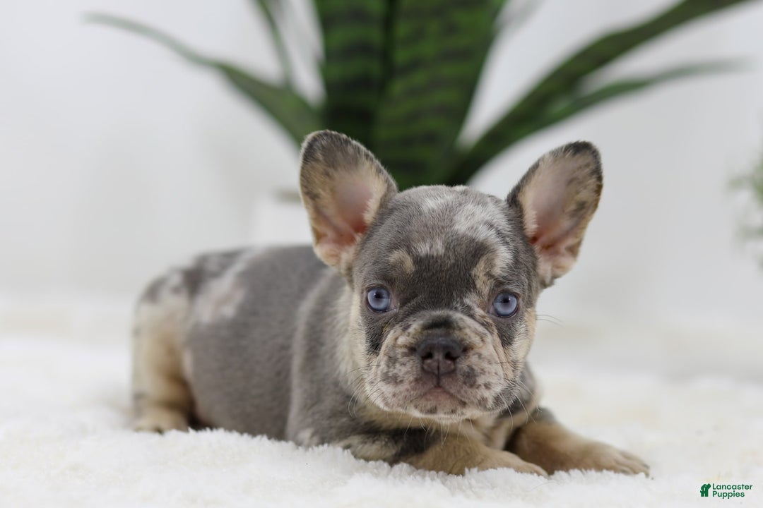 French Bulldog dogs for sale: Mario - Image 1