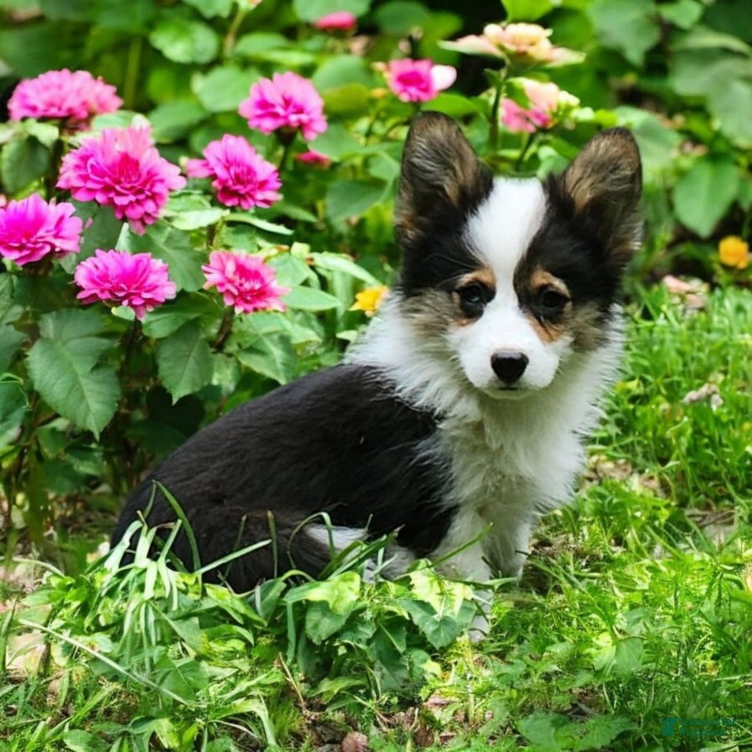 Welsh Corgi Pembroke dogs for sale: Tucker Fluffy - Image 3