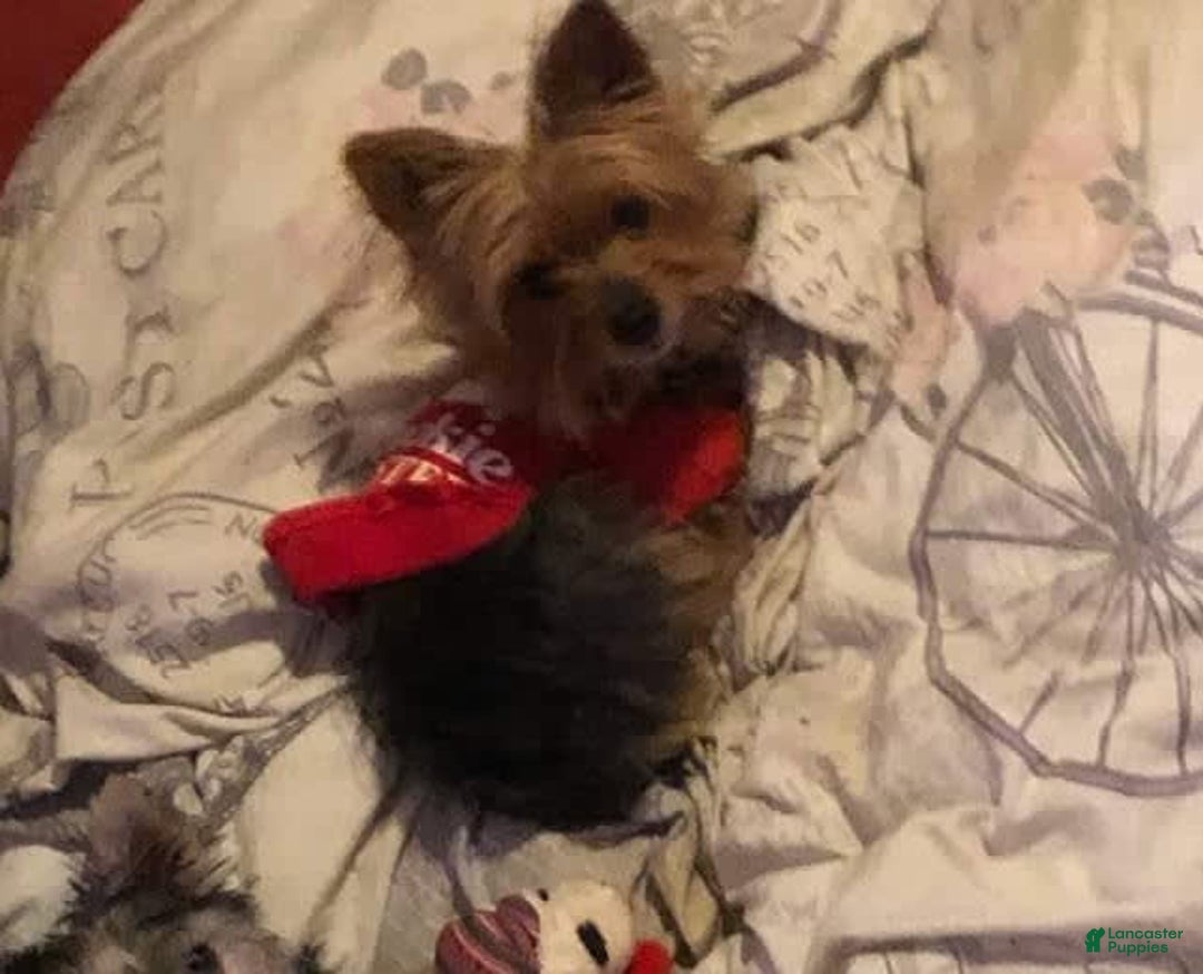 Yorkshire Terrier dogs for sale: Little Red - Image 7
