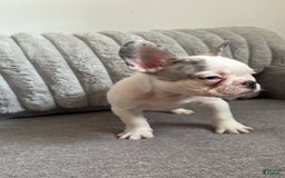 French Bulldog dogs for sale: French Bulldog 2 puppies - Image 3