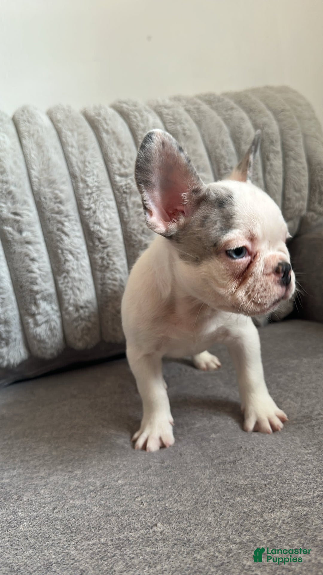 French Bulldog dogs for sale: French Bulldog 2 puppies - Image 3