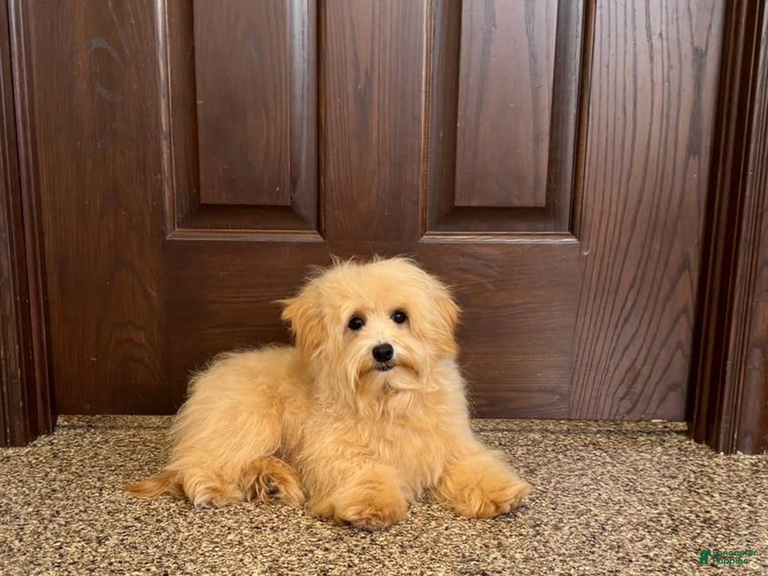 Maltipoo dogs for sale: Kobe - Image 6