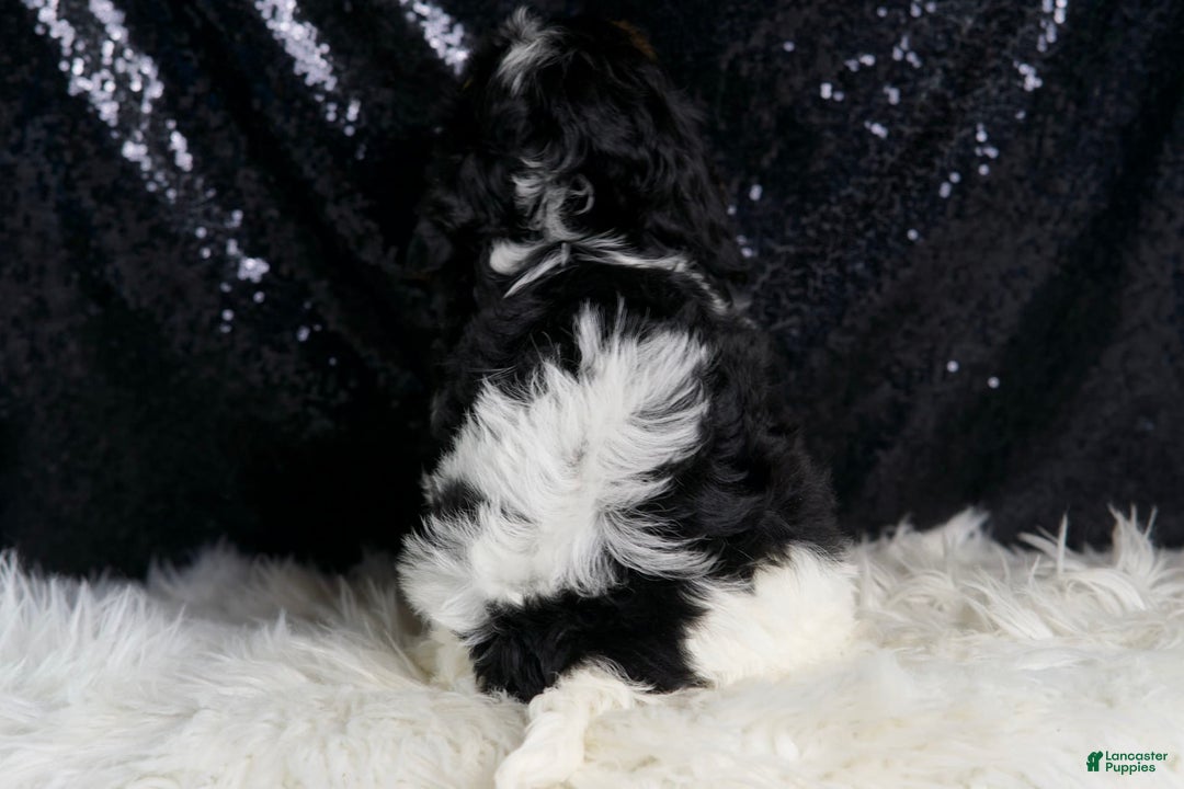 Cavapoo dogs for sale: Cookie - Image 7