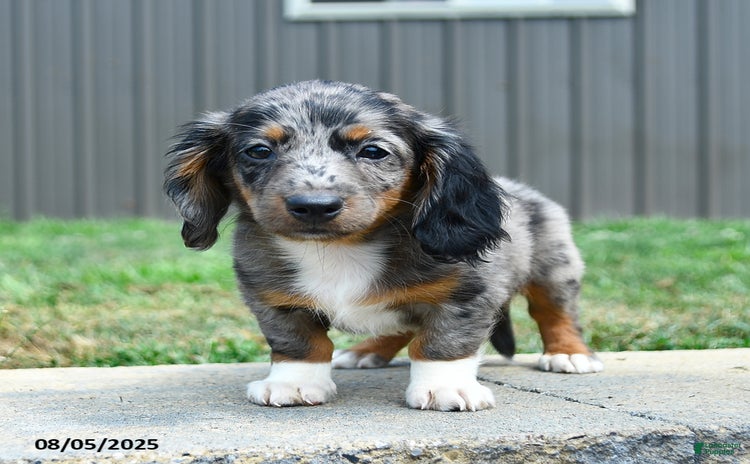 Dachshund dogs for sale - Ad 3
