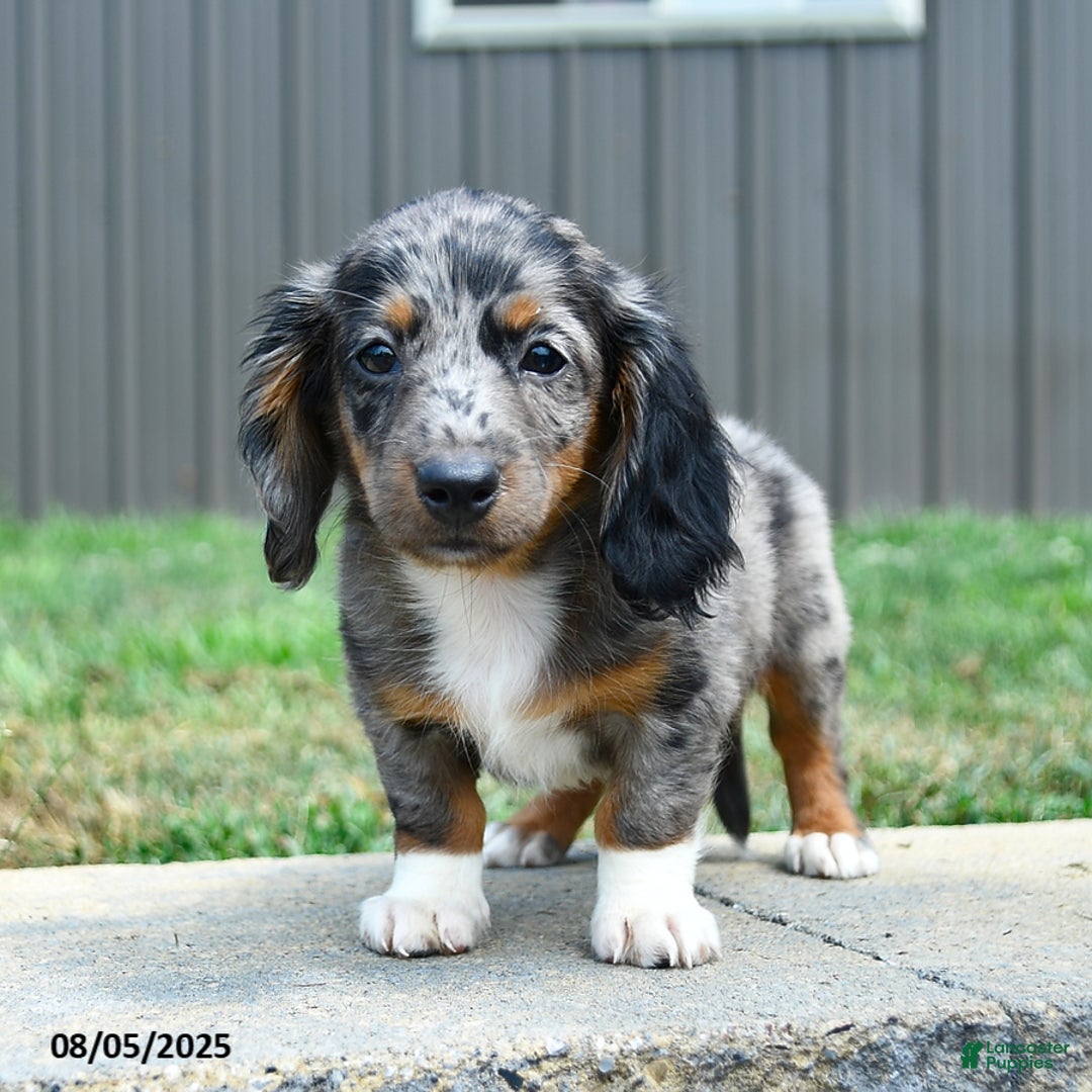 Dachshund dogs for sale: Ethan - Image 1