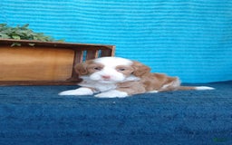 Havanese dogs for sale: Lucky - Image 3