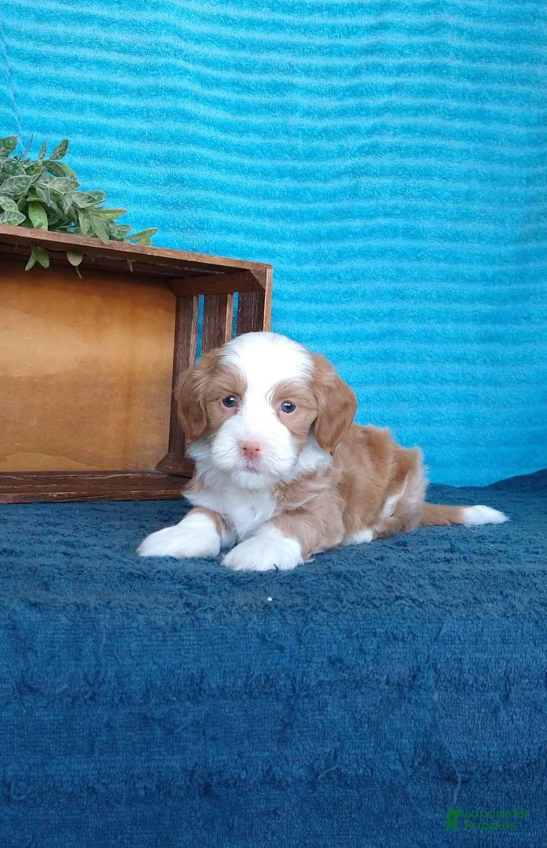 Havanese dogs for sale: Lucky - Image 3