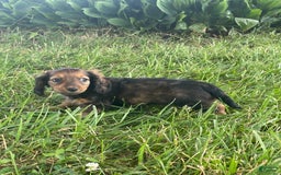 Dachshund dogs for sale: Dora - Image 3