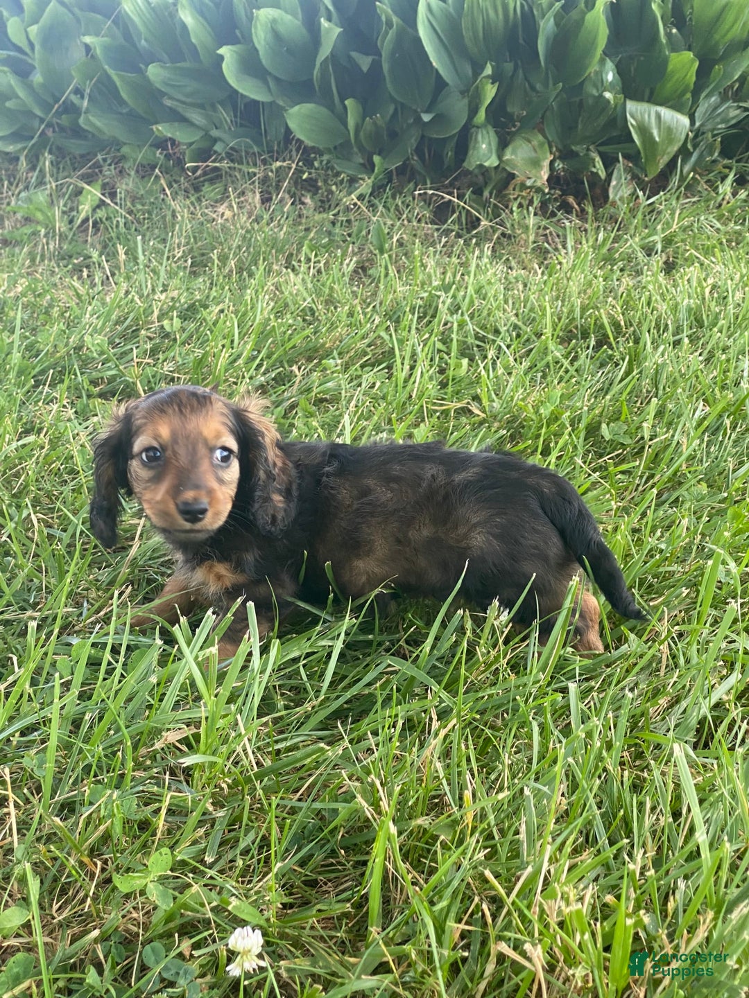 Dachshund dogs for sale: Dora - Image 3