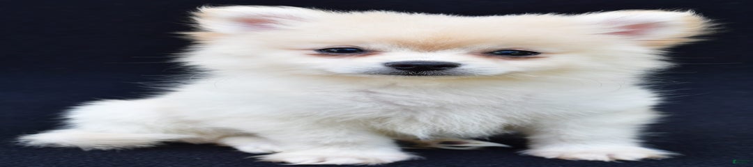 Duke