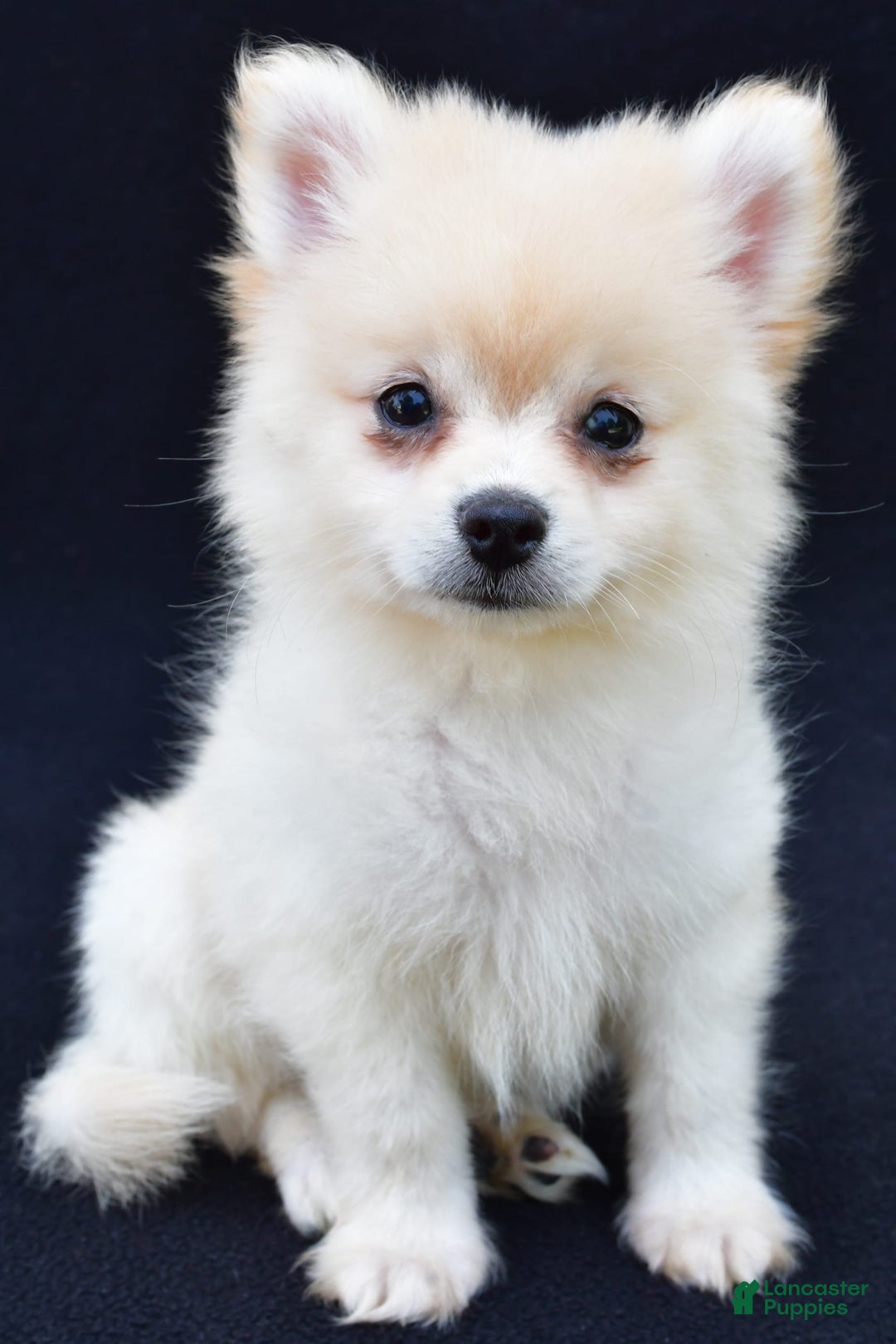 Pomeranian dogs for sale: Duke - Image 1