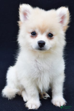 Pomeranian dogs for sale - Ad 2
