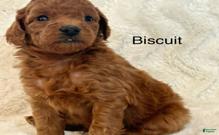 Mini Goldendoodle dogs for sale - Ad 2