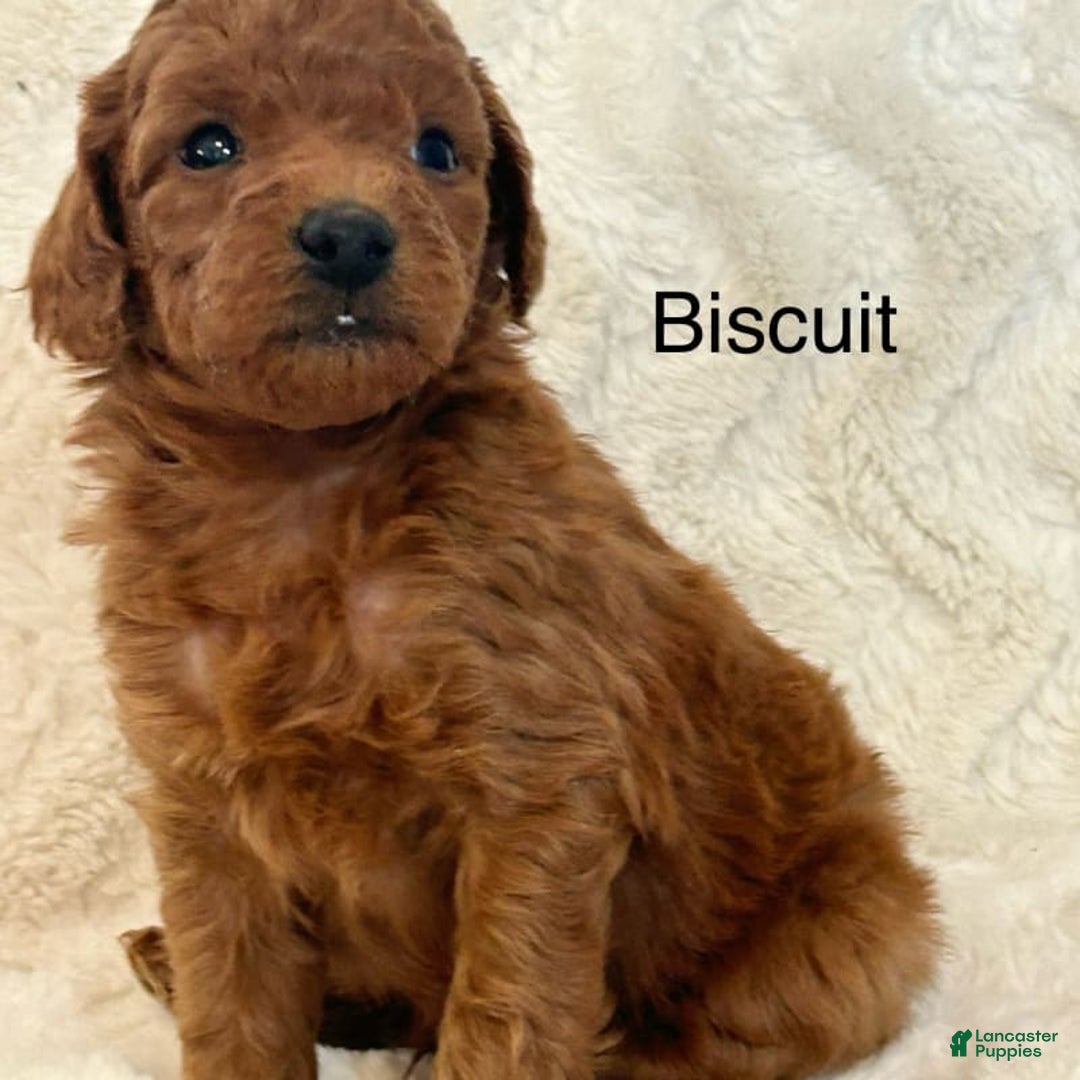Mini Goldendoodle dogs for sale: Biscuit - Image 1