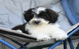 Maltipoo dogs for sale: Marshall - Image 6